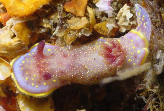 Chromodoris luteopunctata